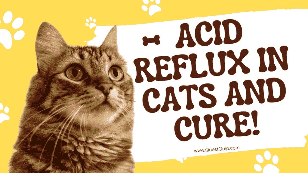 Acid Reflux in Cats