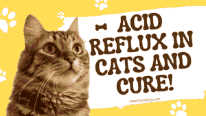 Acid Reflux in Cats