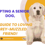 Adopting a Senior Dog