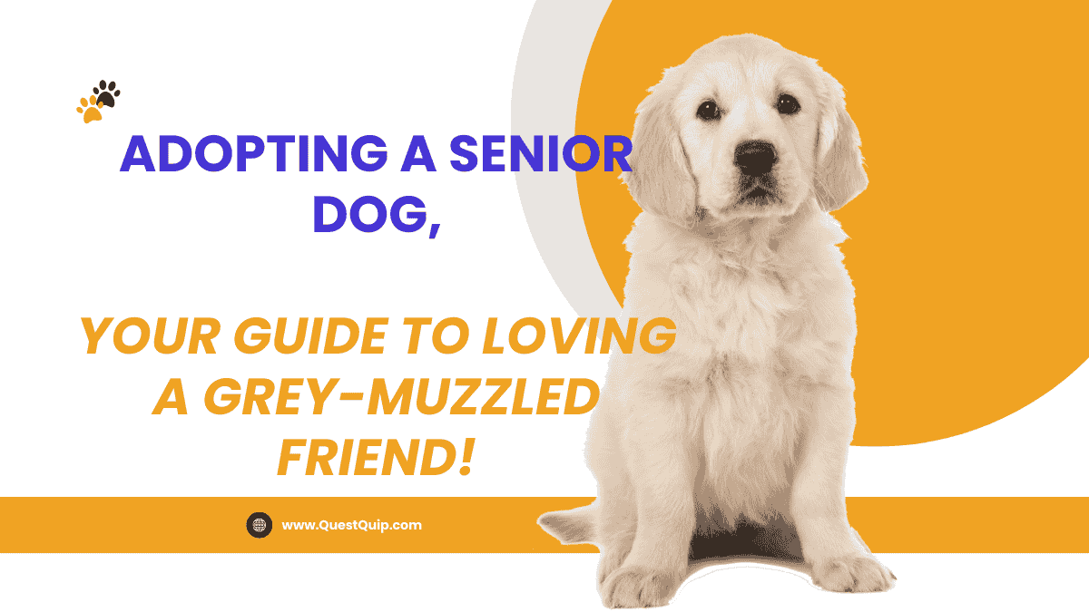 Adopting a Senior Dog