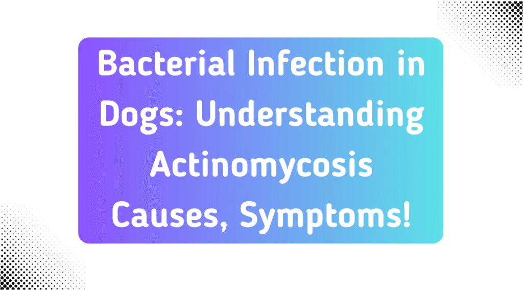 Bacterial Infection in Dogs