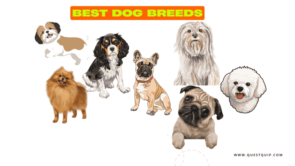 Best Dog Breeds