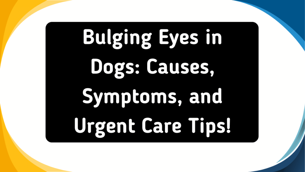 Bulging Eyes in Dogs