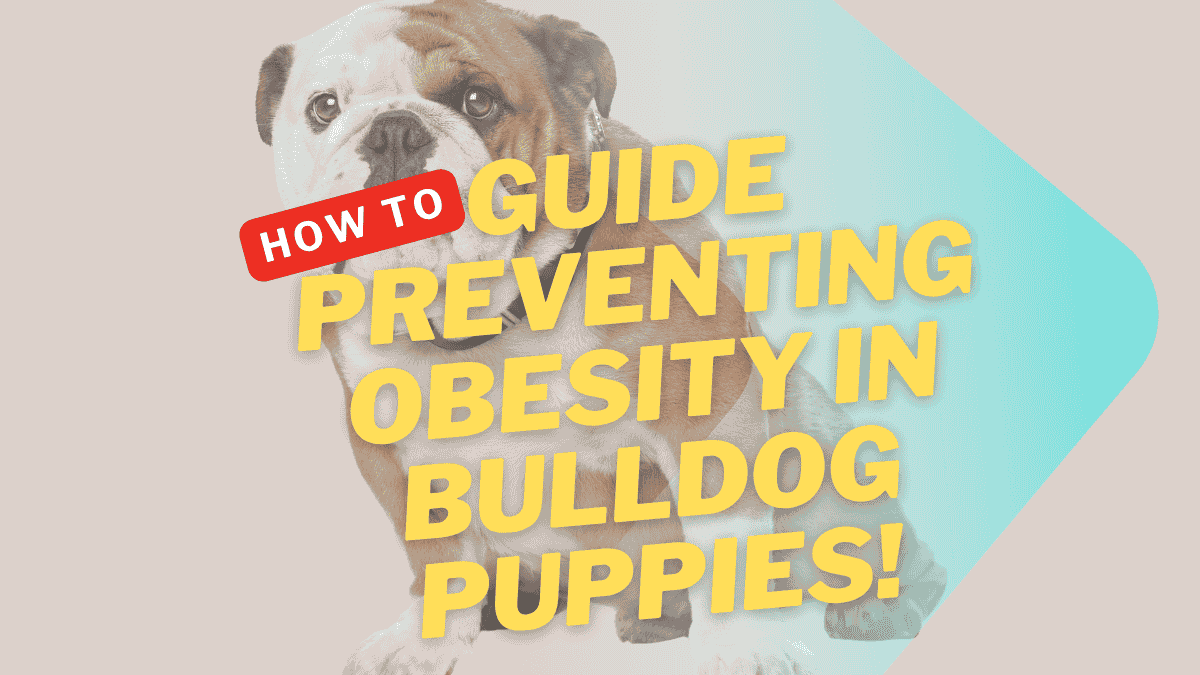Obesity in Bulldog Puppies