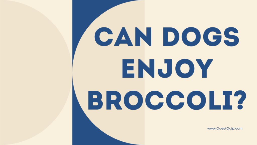 Can Dogs Enjoy Broccoli?