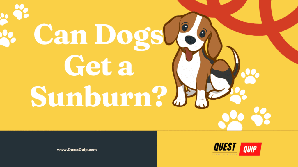 Can Dogs Get a Sunburn