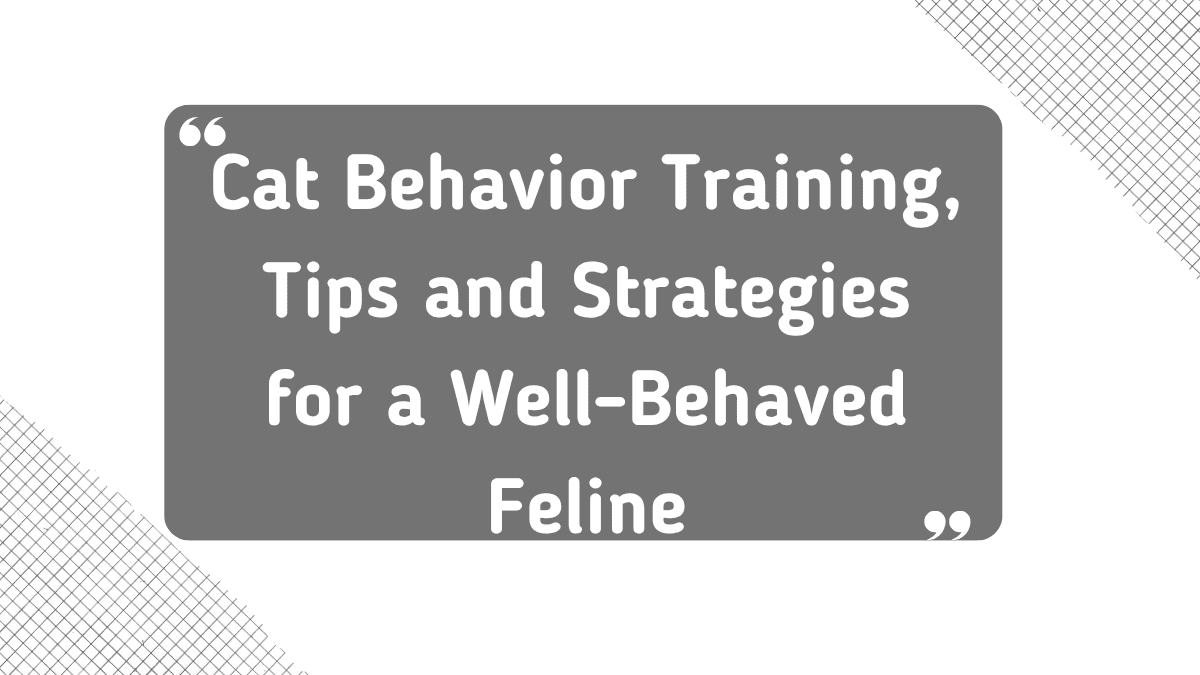 Cat Behavior Training