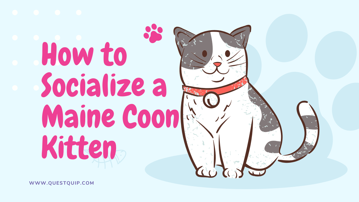 socialized Maine Coon kitten