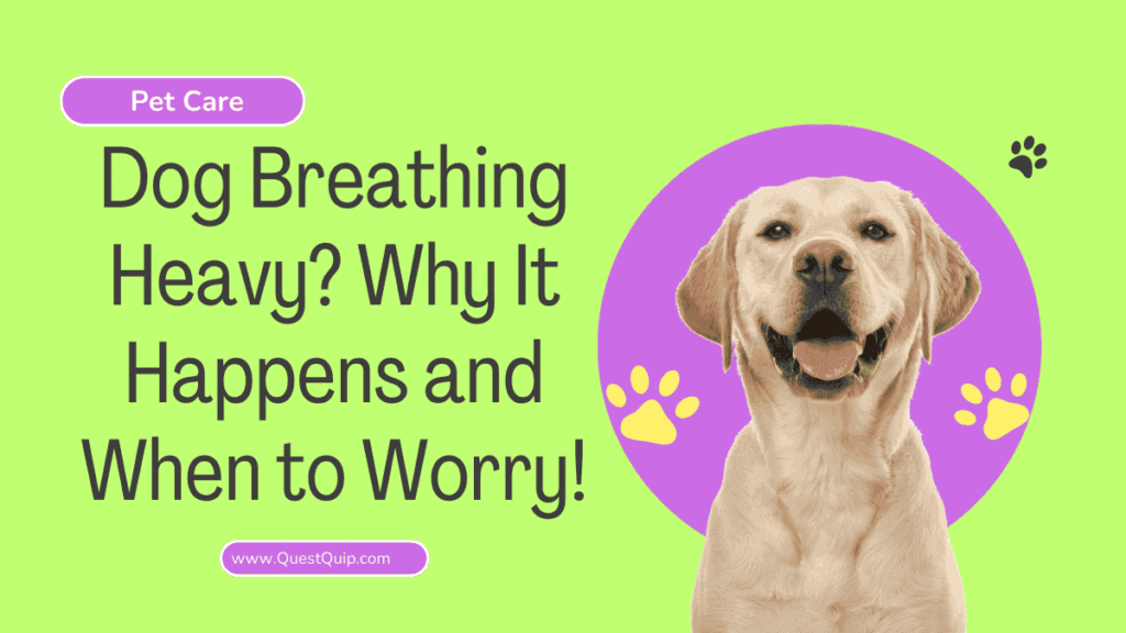 Dog Breathing Heavy