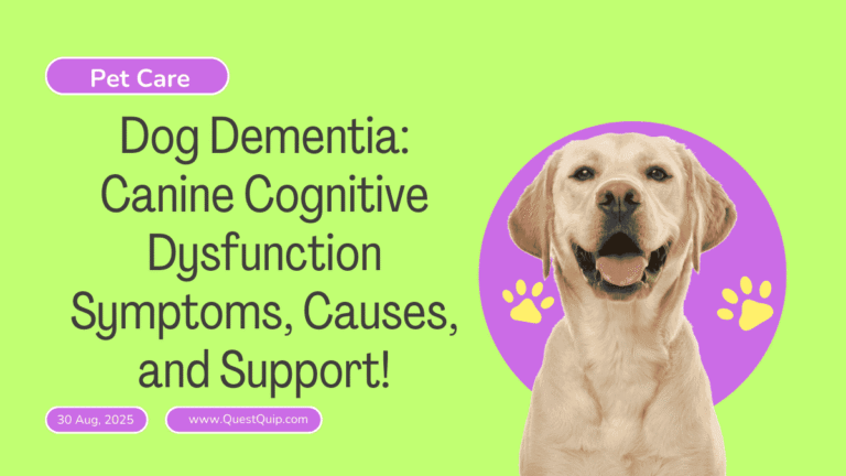 Curated visual reference: Picture Idea: Dog Dementia Canine Cognitive Dysfunction Symptoms Causes And Support
