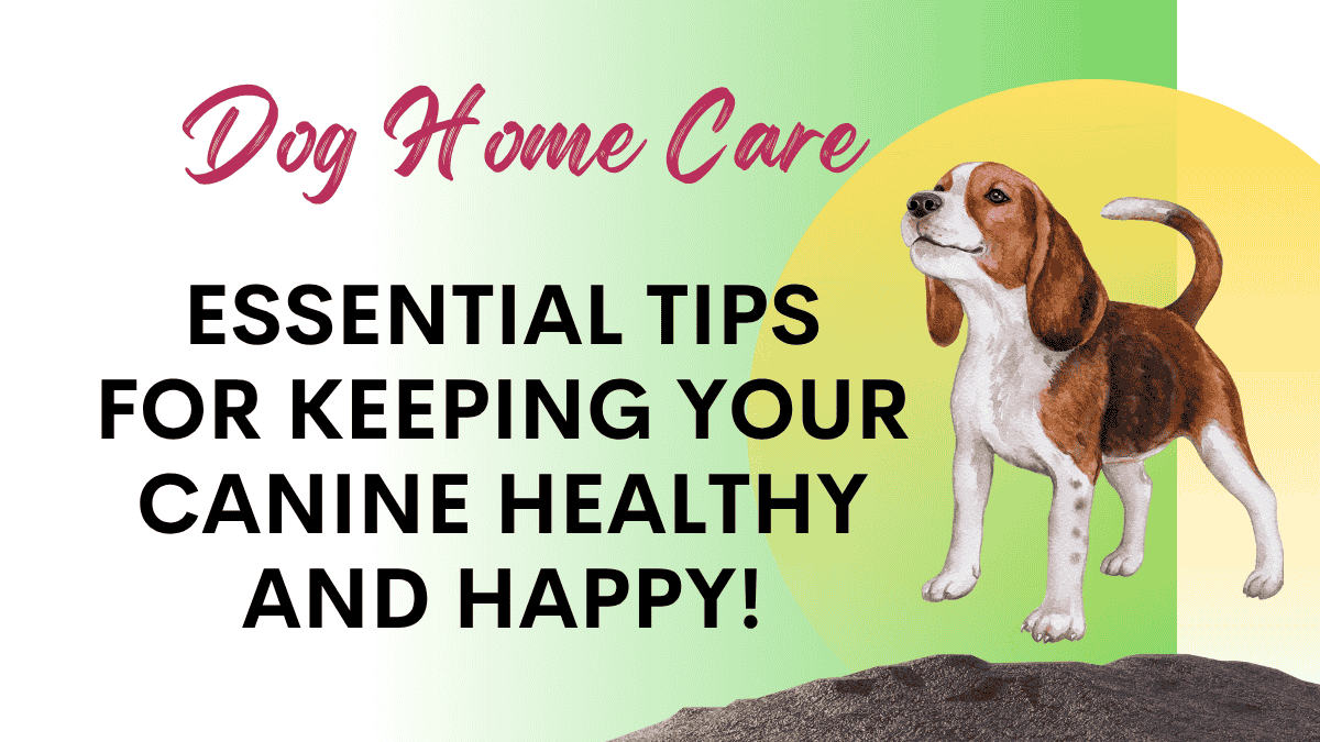Dog Home Care