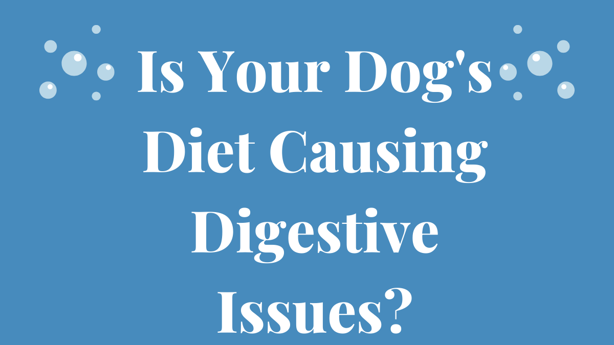 Dog's Diet Causing