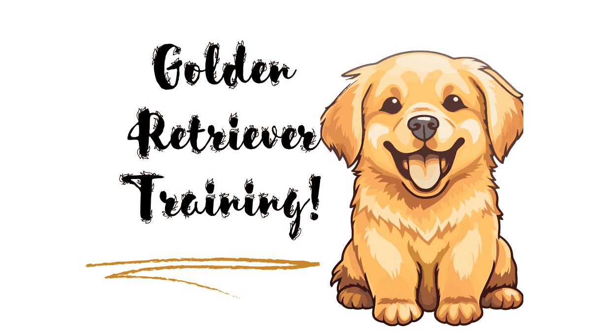 Golden Retriever Training