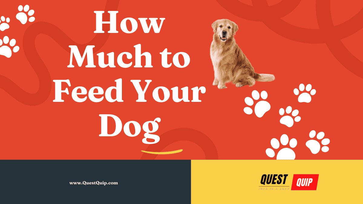 How Much to Feed Your Dog