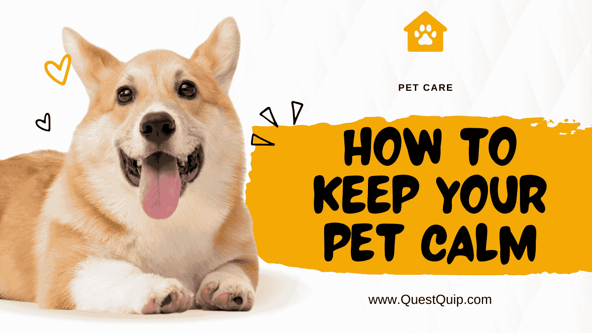 How to Keep Your Pet Calm
