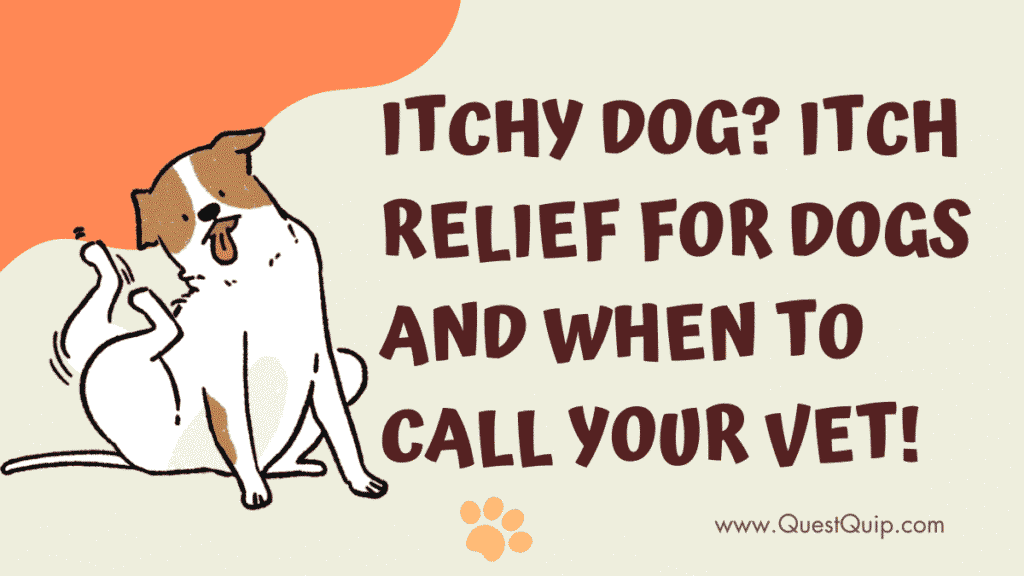 Itchy Dog