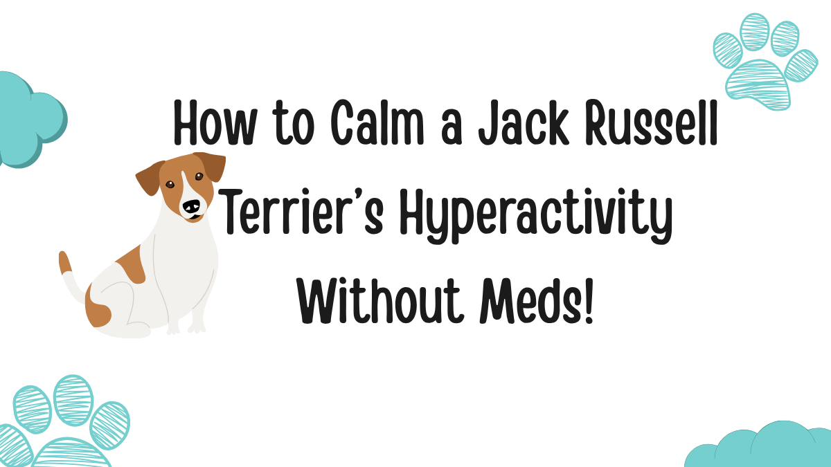 Jack Russell Terrier