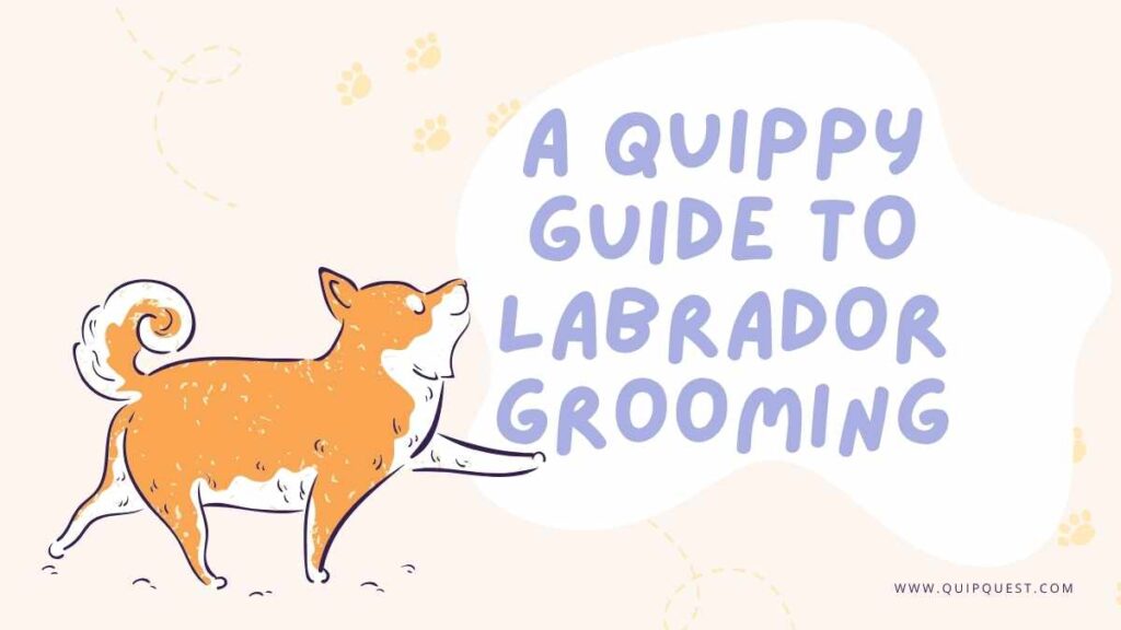 Labrador Grooming