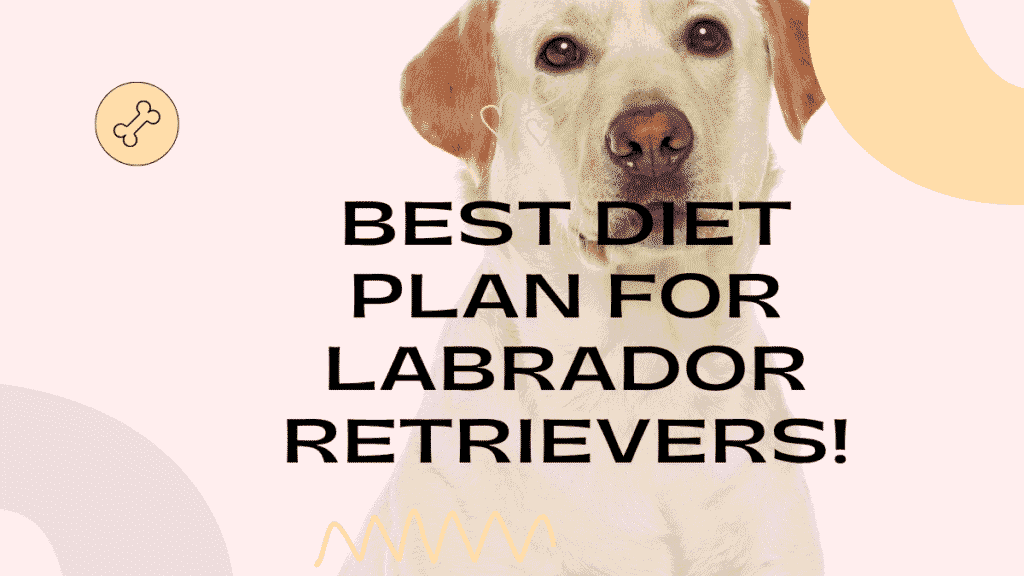 Labrador Retrievers