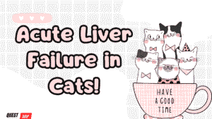 Liver Failure in Cats