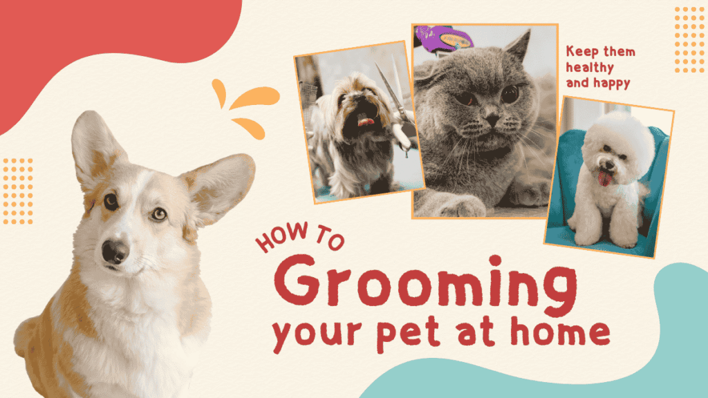 Pet Care for Beginners