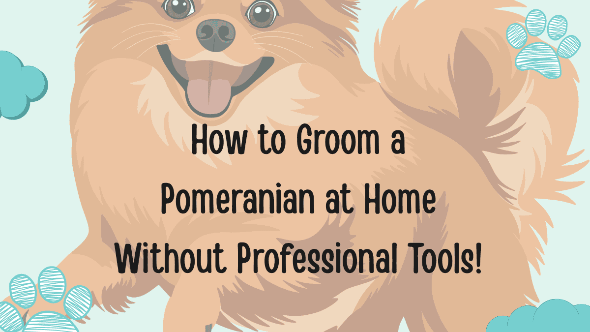 Groom a Pomeranian at Home