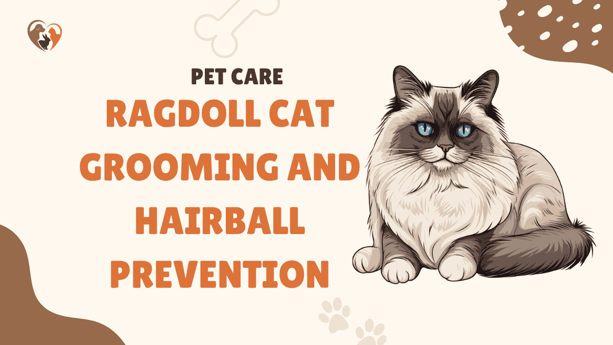 Ragdoll Cat Grooming