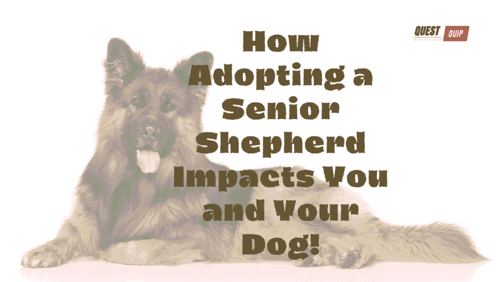 Senior Shepherd