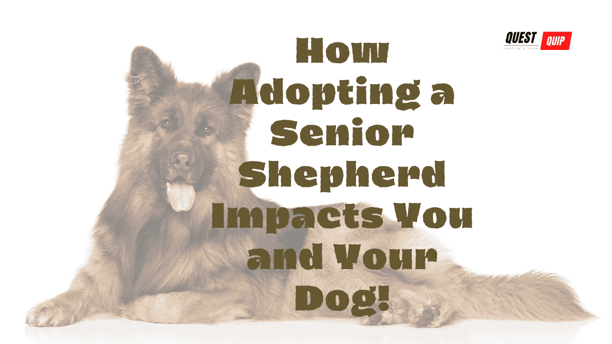 Senior Shepherd