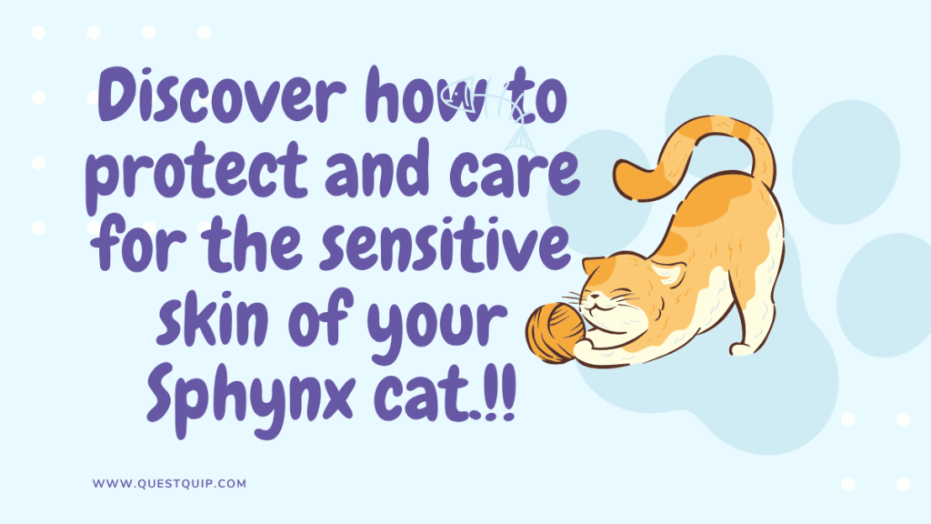 Sphynx cat