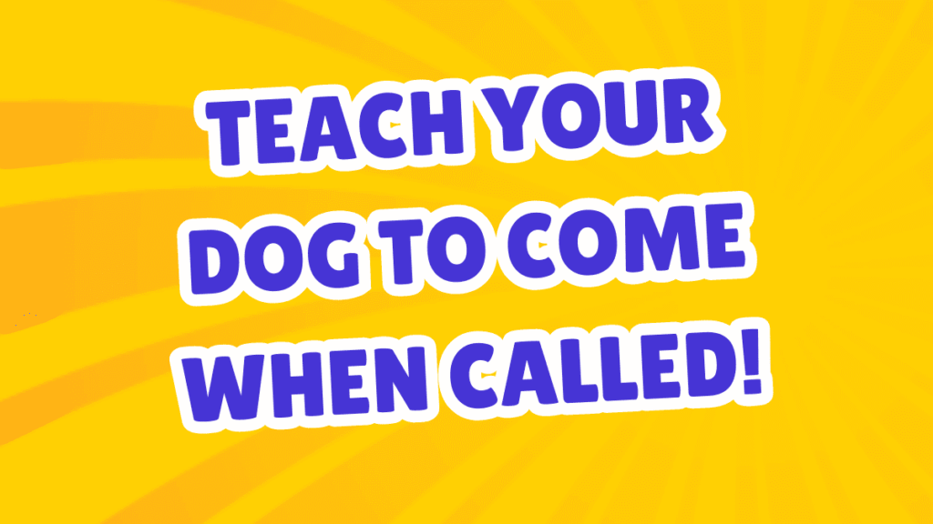 Teach Your Dog to Come