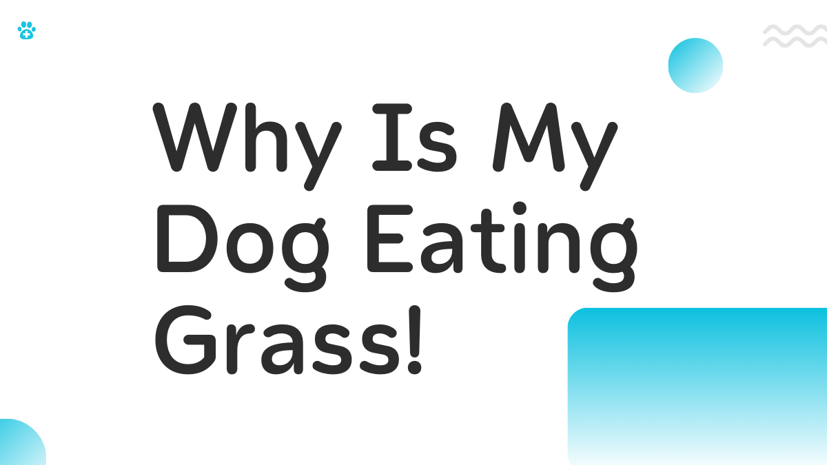 Why Is My Dog Eating Grass