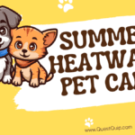 Summer Heatwave Pet Care