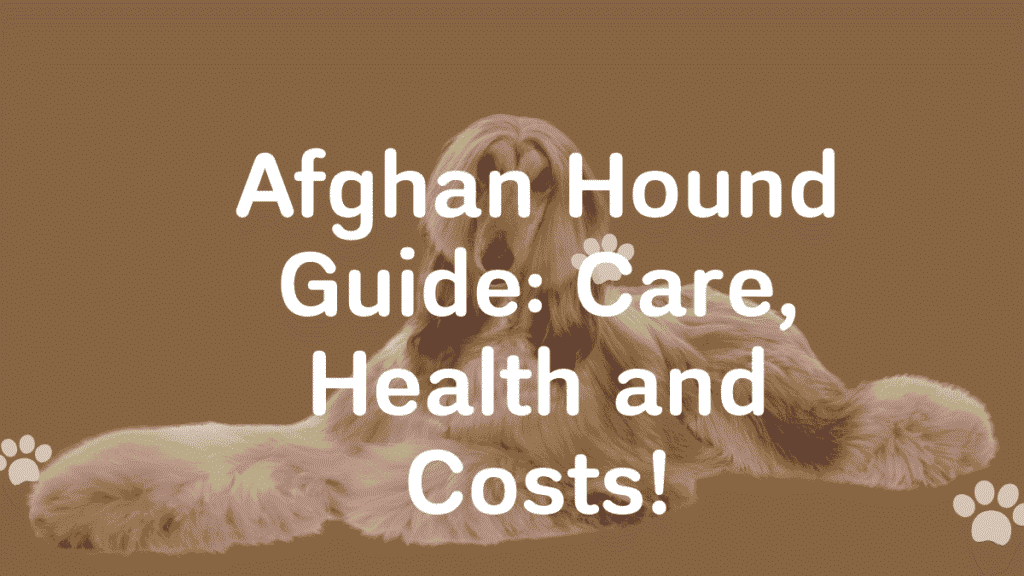 Afghan Hound
