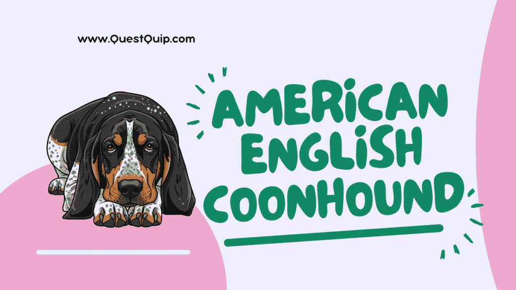 American English Coonhound: A Graceful Scent Hound With Energetic Heart 1 American English Coonhound