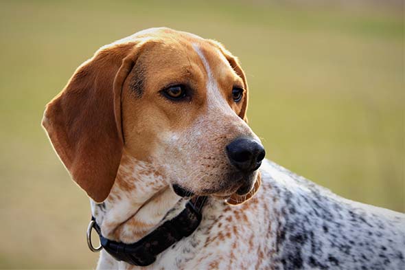 American English Coonhound: Care, Health, Costs, and Breed Impact 1 American English Coonhound