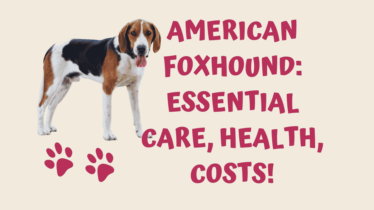 American Foxhound