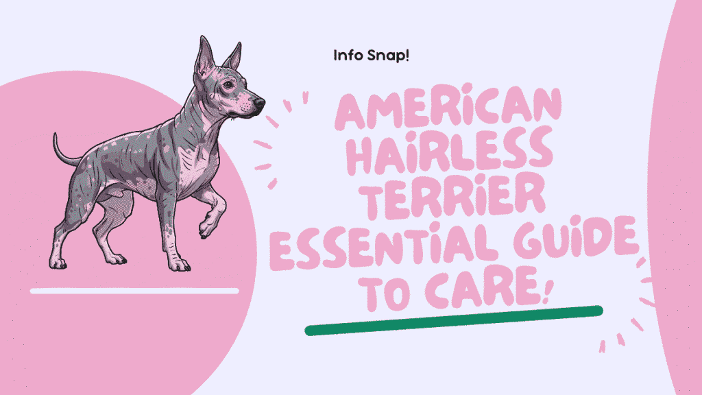 American Hairless Terrier: Spotlight on America’s Hairless Companion 1 American Hairless Terrier: Essential Guide to Care