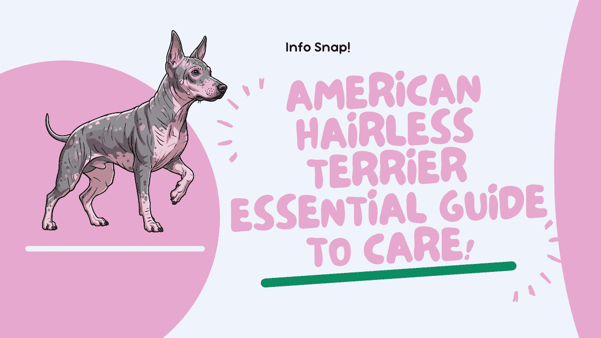 American Hairless Terrier: Essential Guide to Care