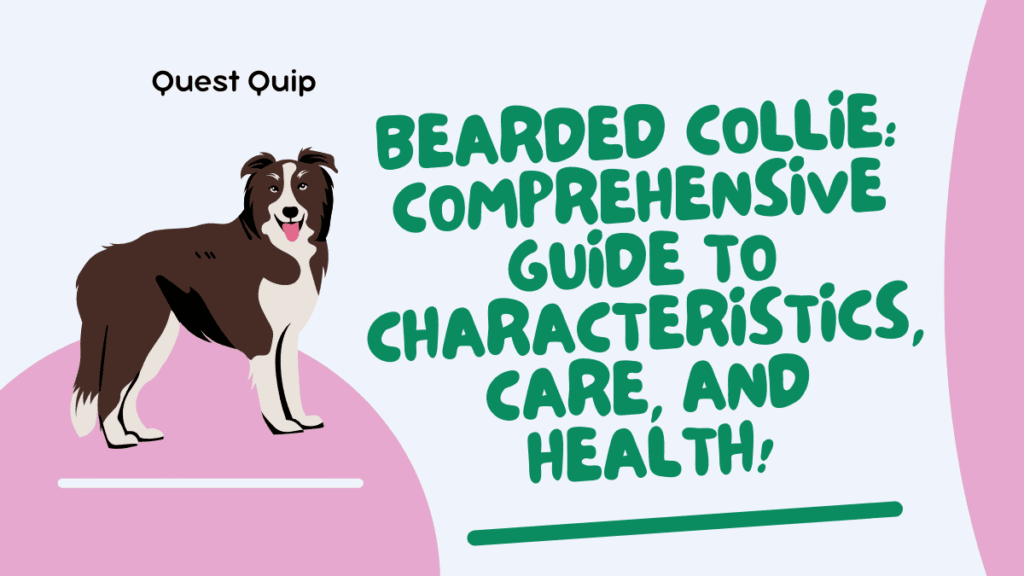 Bearded Collie: Complete Guide on Health, Behavior, and Care 1 Bearded Collie