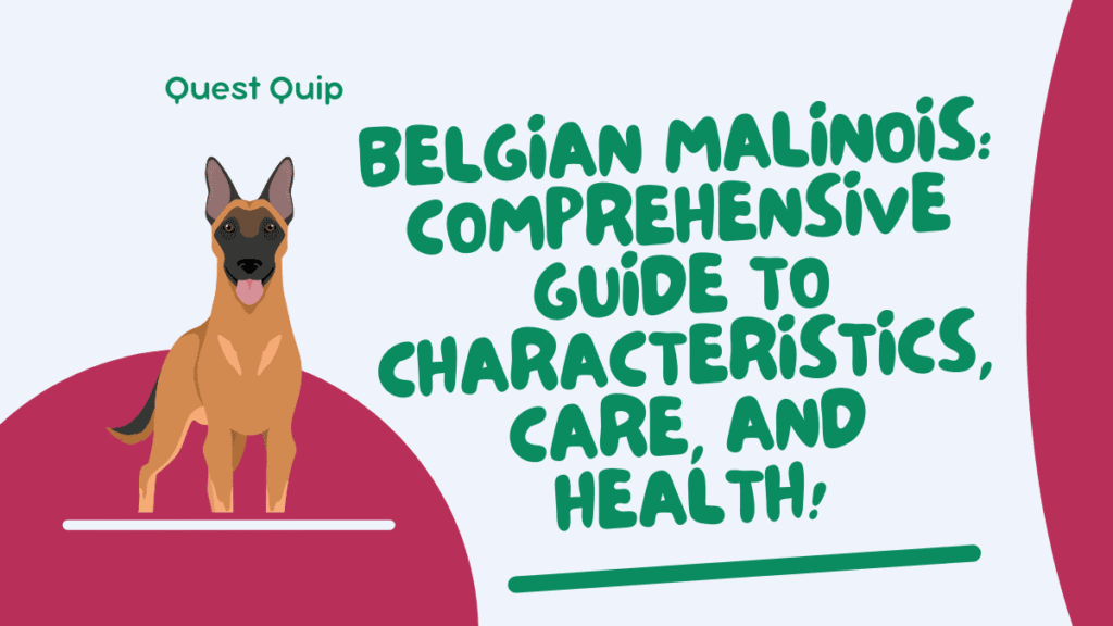Belgian Malinois Breed Profile, Care, Behavior, and Health Insights 1 Belgian Malinois