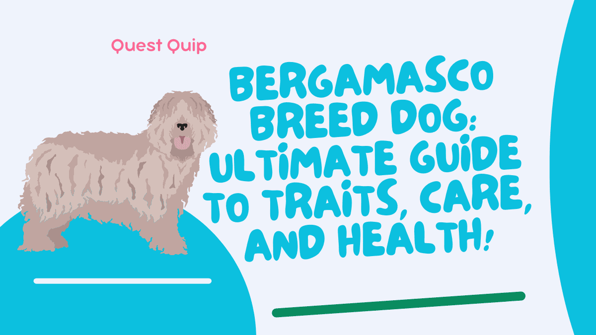 Bergamasco Breed Dog