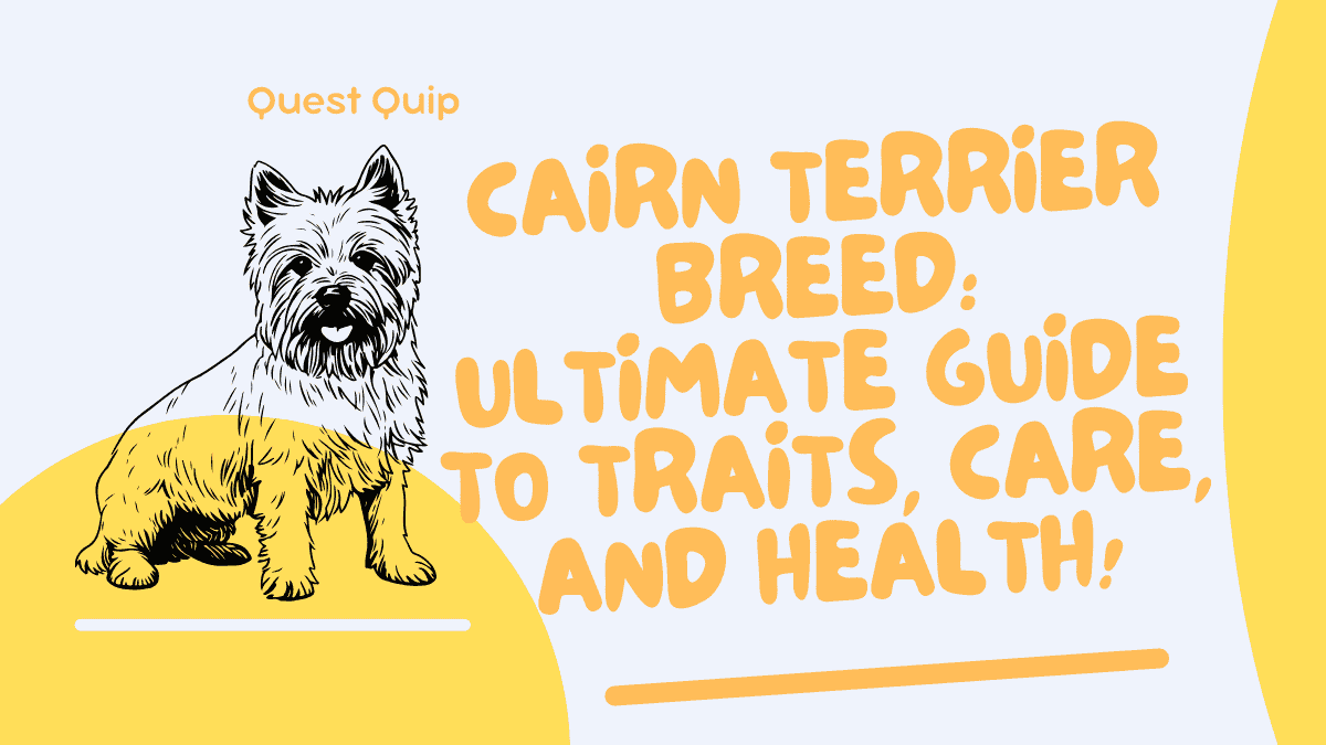 Cairn Terrier Breed