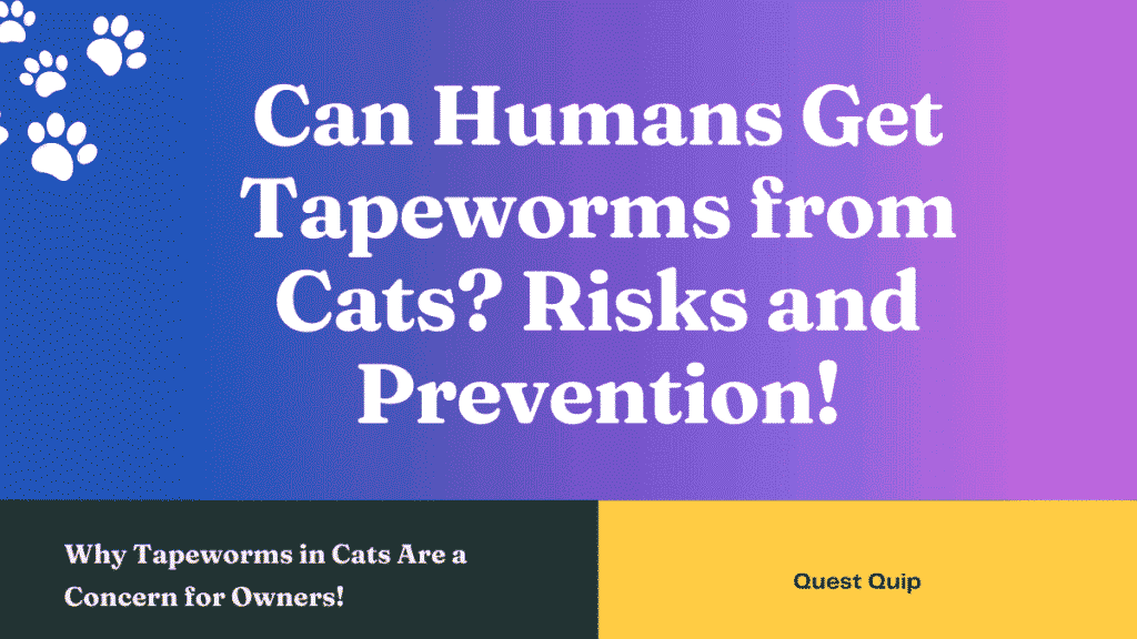 Can Humans Get Tapeworms from Cats