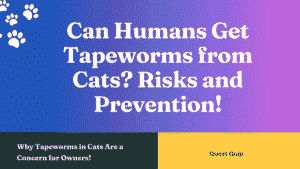 Can Humans Get Tapeworms from Cats