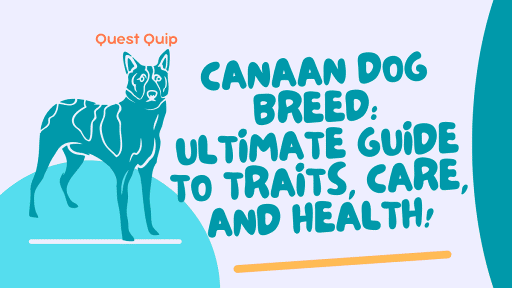 Canaan Dog Breed: Health, Temperament & Market Insights 1 Canaan Dog Breed