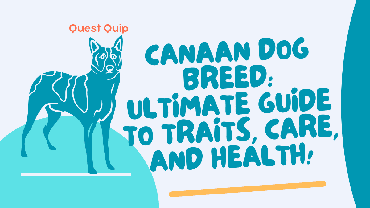 Canaan Dog Breed