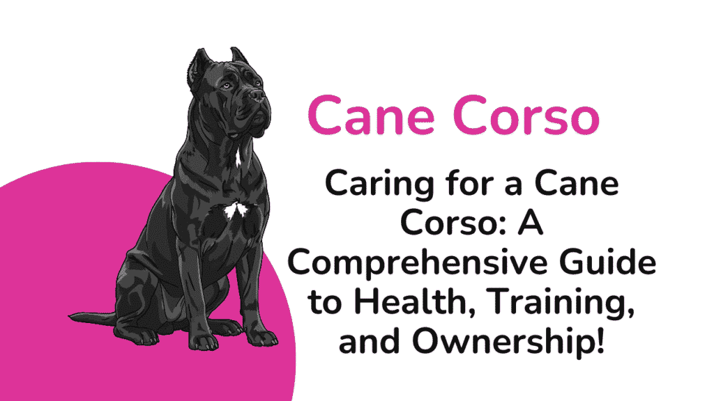 Cane Corso