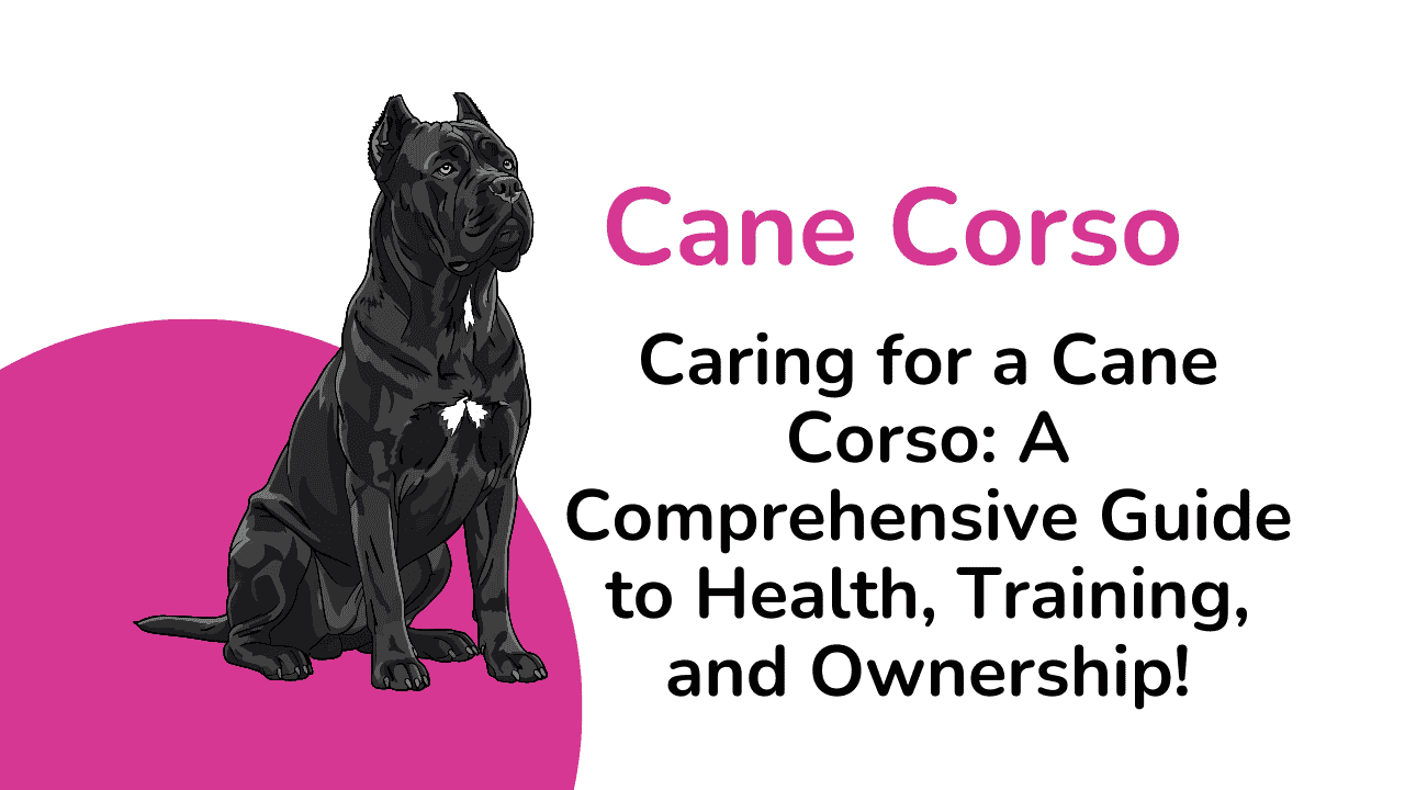 Cane Corso