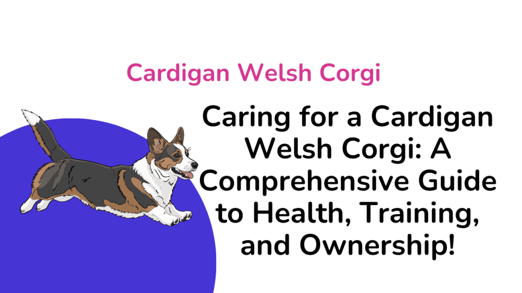 Cardigan Welsh Corgi